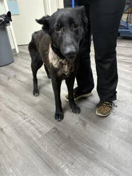 German Shepherd Dog Dogs Available for Adoption in Stockton, California - GLADYS | PetCurious