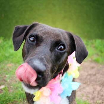 Mixed Breed Dogs Available for Adoption - Shipley | PetCurious