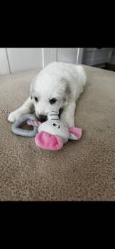 Great Pyrenees Dogs Available for Adoption - Poppy HTX | PetCurious