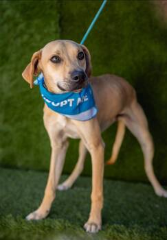 Rescue Labrador Retriever and Black Mouth Cur Dogs for Adoption in Portland, Oregon - Diego | PetCurious