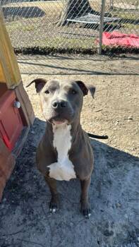 Pit Bull Terrier Dogs Available for Adoption - Loki | PetCurious