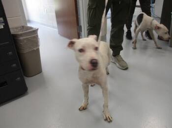 A385699 -  American Bulldog and Mixed Breed Dog for Adoption in Ocala, Florida - A385699 | PetCurious