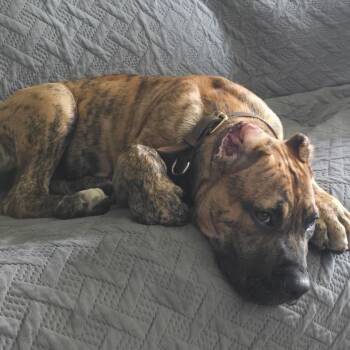 Dutton Bear (Tres) -  Presa Canario Dog for Adoption in Manchester, Pennsylvania - Dutton Bear (Tres) | PetCurious