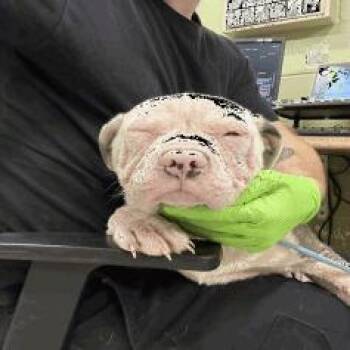 Pit Bull Terrier Dogs Available for Adoption in Indianapolis, Indiana - Archie | PetCurious