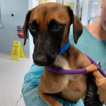 Dripp 8503 -  Jack Russell Terrier and Mixed Breed Dog for Adoption in Loxahatchee Groves, Florida - Dripp 8503 | PetCurious