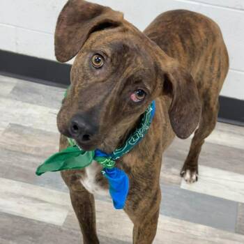 Plott Hound Dogs Available for Adoption in Lufkin, Texas - Lovey/Ringo | PetCurious