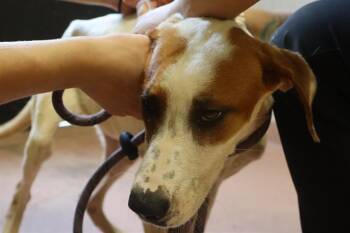 BELLA -  Mixed Breed Dog for Adoption in Columbia, South Carolina - BELLA | PetCurious