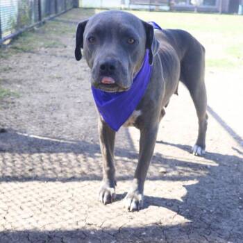 MERCEDES -  American Staffordshire Terrier Dog for Adoption in San Antonio, Texas - MERCEDES | PetCurious