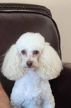 Bear -  Poodle Dog for Adoption in North Augusta, South Carolina - Bear | PetCurious