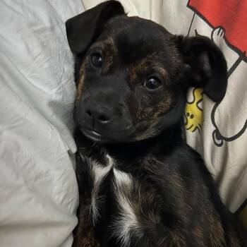 Terrier Dogs Available for Adoption - Prissy | PetCurious