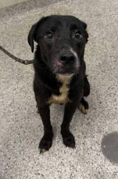 Caccini -  Mixed Breed Dog for Adoption in Kansas City, Missouri - Caccini | PetCurious