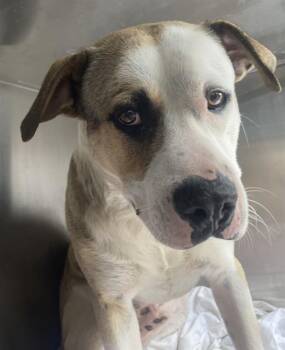 Mixed Breed Dogs Available for Adoption in Dallas, Texas - JAX | PetCurious
