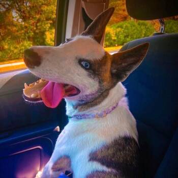 Terrier Dogs Available for Adoption in Mississauga, Ontario - Roxy (25lbs) | PetCurious