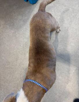 Draco (Sawyer) -  Mixed Breed Dog for Adoption in Bossier City, Louisiana - Draco (Sawyer) | PetCurious
