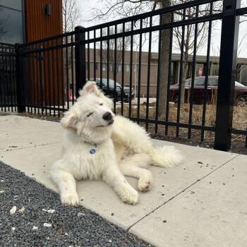 Mixed Breed Dogs Available for Adoption - Ralphie | PetCurious