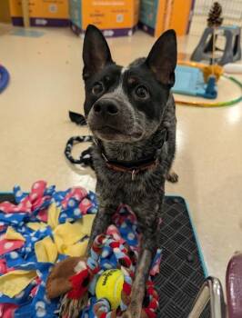 Rhinestone Cowboy -  Australian Cattle Dog Blue Heeler Dog for Adoption in Santa Rosa, California - Rhinestone Cowboy | PetCurious