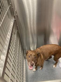 Rescue Labrador Retriever Dogs for Adoption in Dallas, Texas - MACI | PetCurious