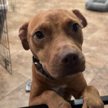 Anabelle -  Pit Bull Terrier Dog for Adoption in Martinez, California - Anabelle | PetCurious