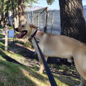 Tonka -  Labrador Retriever and Mixed Breed Dog for Adoption in Murray, Utah - Tonka | PetCurious