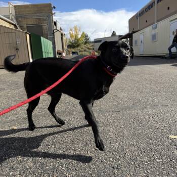 Rescue Shepherd Dogs for Adoption in Durango, Colorado - Max | PetCurious