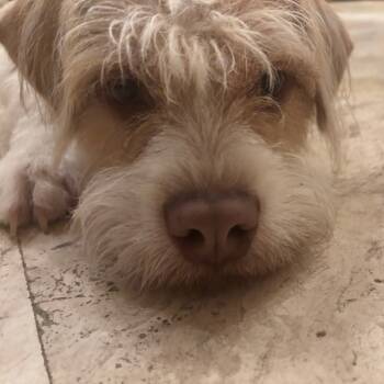 Rescue Cockapoo and English Bulldog Dogs for Adoption in West Palm Beach, Florida - Joker | PetCurious