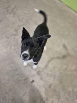 Rescue Mixed Breed Dogs for Adoption in Elmsford, New York - Glazed Carrots | PetCurious