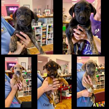 Disney litter -  Shepherd Dog for Adoption in Seaside Heights, New Jersey - Disney Litter | PetCurious