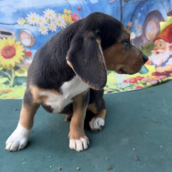 Beagle Dogs Available for Adoption in Aledo, Texas - Scout | PetCurious