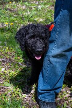 Poodle Dogs Available for Adoption in Mundelein, Illinois - Nova | PetCurious