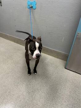 ROMEO -  Pit Bull Terrier Dog for Adoption in Las Vegas, Nevada - ROMEO | PetCurious