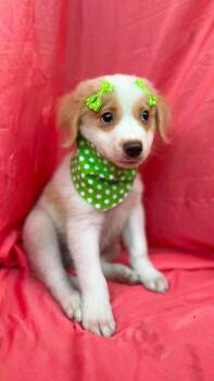 Priscilla -  Labrador Retriever Dog for Adoption in New York, New York - Priscilla | PetCurious