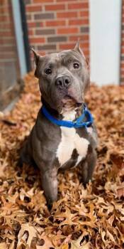 Rescue Pit Bull Terrier Dogs for Adoption in Boston, Massachusetts - STEEL | PetCurious