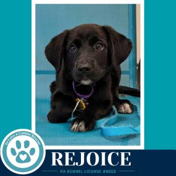 Rejoice (Mood Boosters) 071826 -  Great Pyrenees and Labrador Retriever Dog for Adoption in Kimberton, Pennsylvania - Rejoice (Mood Boosters) 071826 | PetCurious