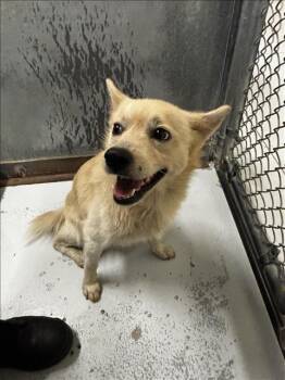 PIP -  Finnish Spitz and Mixed Breed Dog for Adoption in Conroe, Texas - PIP | PetCurious