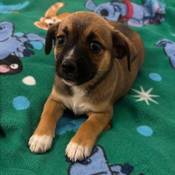 Gizmo -  Terrier Dog for Adoption in Tucson, Arizona - Gizmo | PetCurious