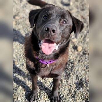 Rescue Black Labrador Retriever Dogs for Adoption in Hornell, New York - Auggie | PetCurious