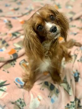Ruby -  Cavalier King Charles Spaniel Dog for Adoption in Atlanta, Georgia - Ruby | PetCurious