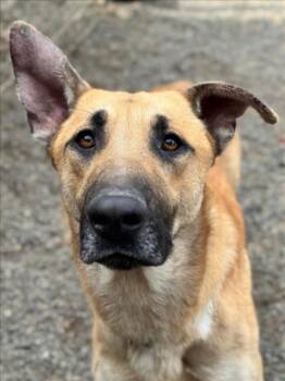 German Shepherd Dog Dogs Available for Adoption - *MARACAS | PetCurious