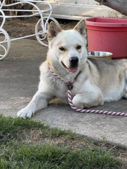 Siberian Husky Dogs Available for Adoption in Stockton, California - SHOHEI | PetCurious