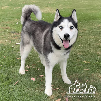 Rescue Siberian Husky Dogs for Adoption in Irvine, California - AZUL | PetCurious