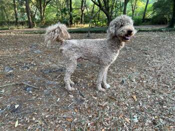 Standard Poodle Dogs Available for Adoption in Parrish, Florida - Colt | PetCurious