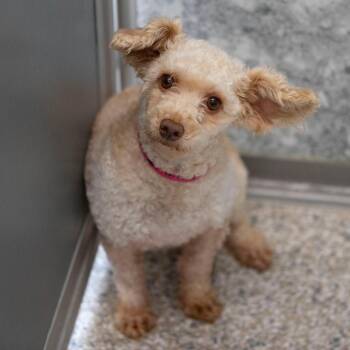 Weinerschnitzel (JY26-118) -  Miniature Poodle and None Dog for Adoption in Peyton, Colorado - Weinerschnitzel (JY26-118) | PetCurious