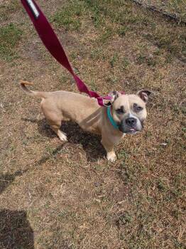 Pansy -  American Staffordshire Terrier Dog for Adoption in Duluth, Minnesota - Pansy | PetCurious