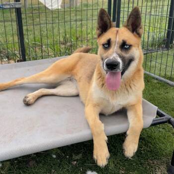 Claire -  Belgian Shepherd Malinois Dog for Adoption in Justin, Texas - Claire | PetCurious