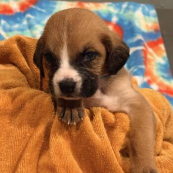 Joey -  Mixed Breed Dog for Adoption in Huntsville, Alabama - Joey | PetCurious