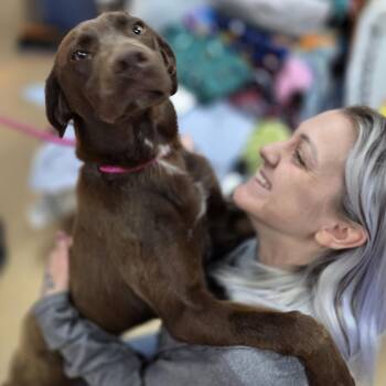 Vizsla Dogs Available for Adoption in Brookings, South Dakota - Cathy Carbonara  | PetCurious