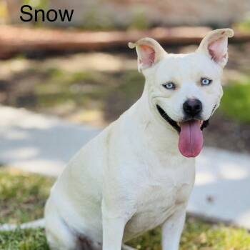 Rescue Pit Bull Terrier Dogs for Adoption in Lucas, Texas - Snow | PetCurious