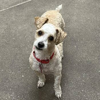 Nina 54408 -  Miniature Poodle Dog for Adoption in Las Vegas, Nevada - Nina 54408 | PetCurious