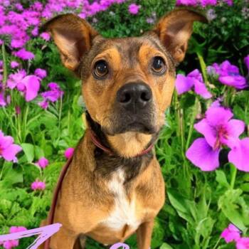 Coonhound Dogs Available for Adoption in Corsicana, Texas - Coco | PetCurious