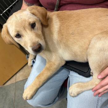 Mixed Breed Dogs Available for Adoption in Chattanooga, Tennessee - Nova | PetCurious